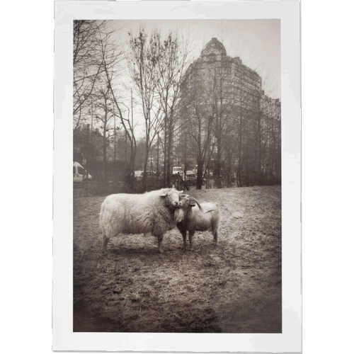 Bestiaire, Bruxelles, travail photographique de Bruno D'Alimonte