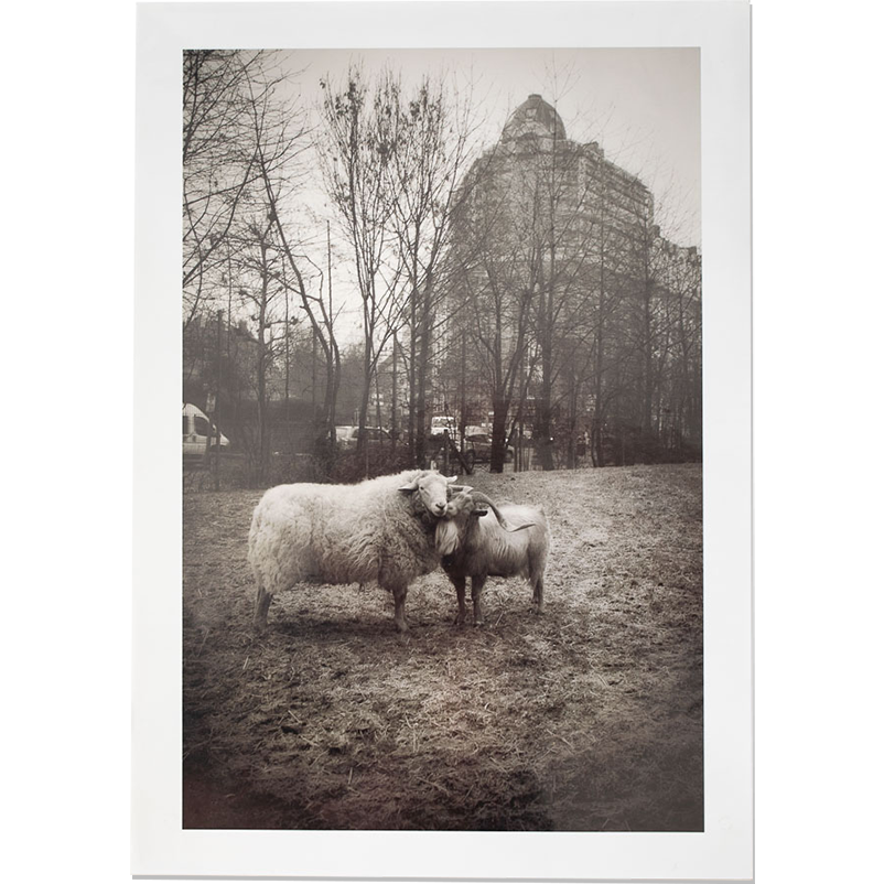 Bestiaire, Bruxelles, travail photographique de Bruno D'Alimonte